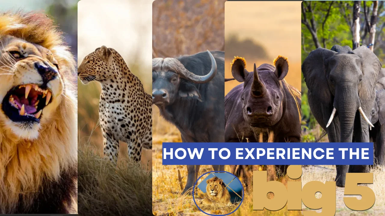 The Big 5 Puzzle: How to Experience the Big 5 in Victoria Falls