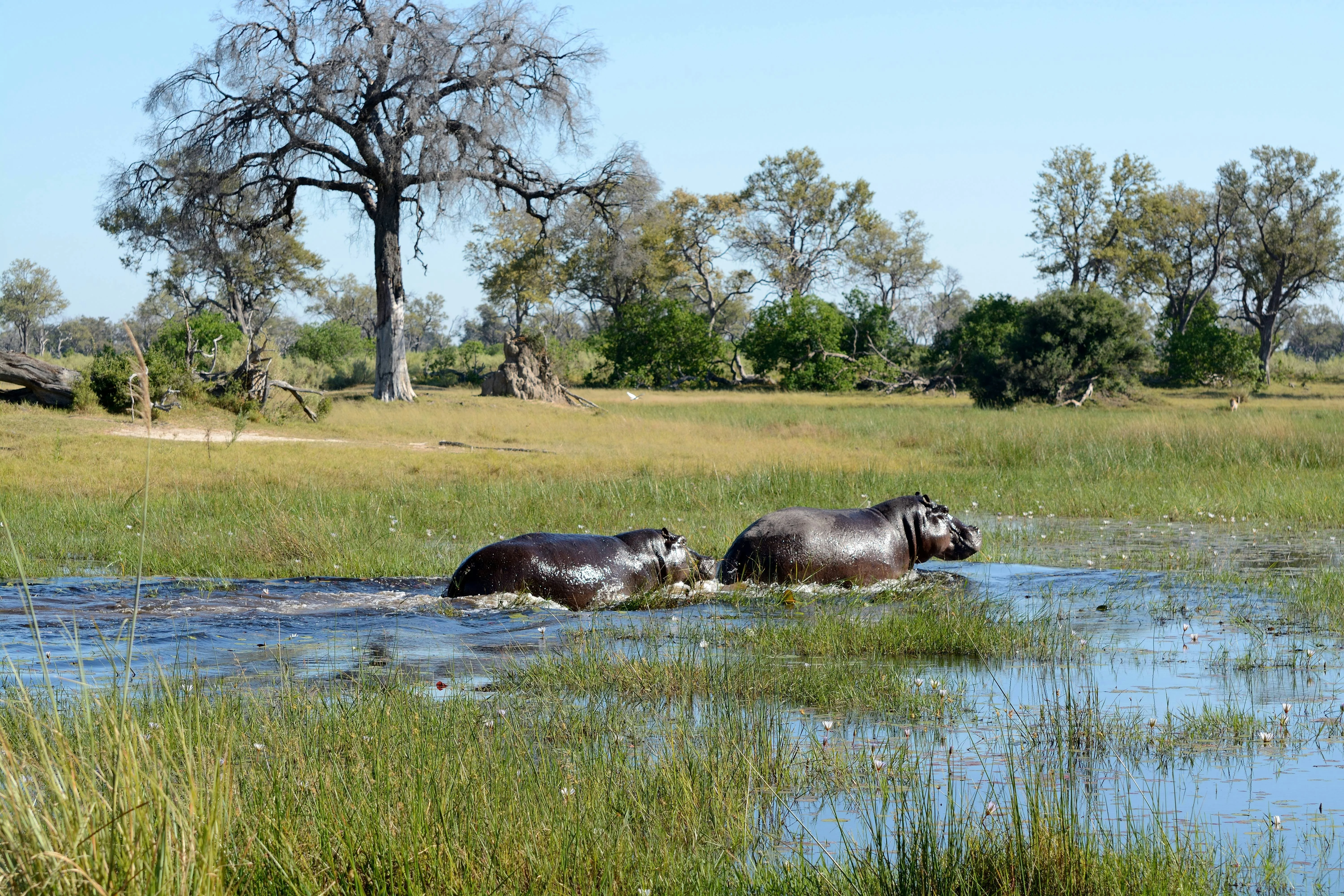 The Okavango Delta Safari, Explained