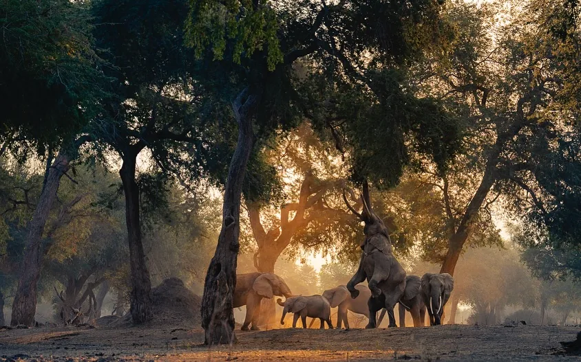 Focus Travel safari photo