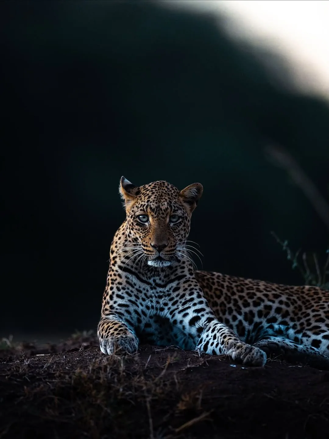 Focus Travel safari photo