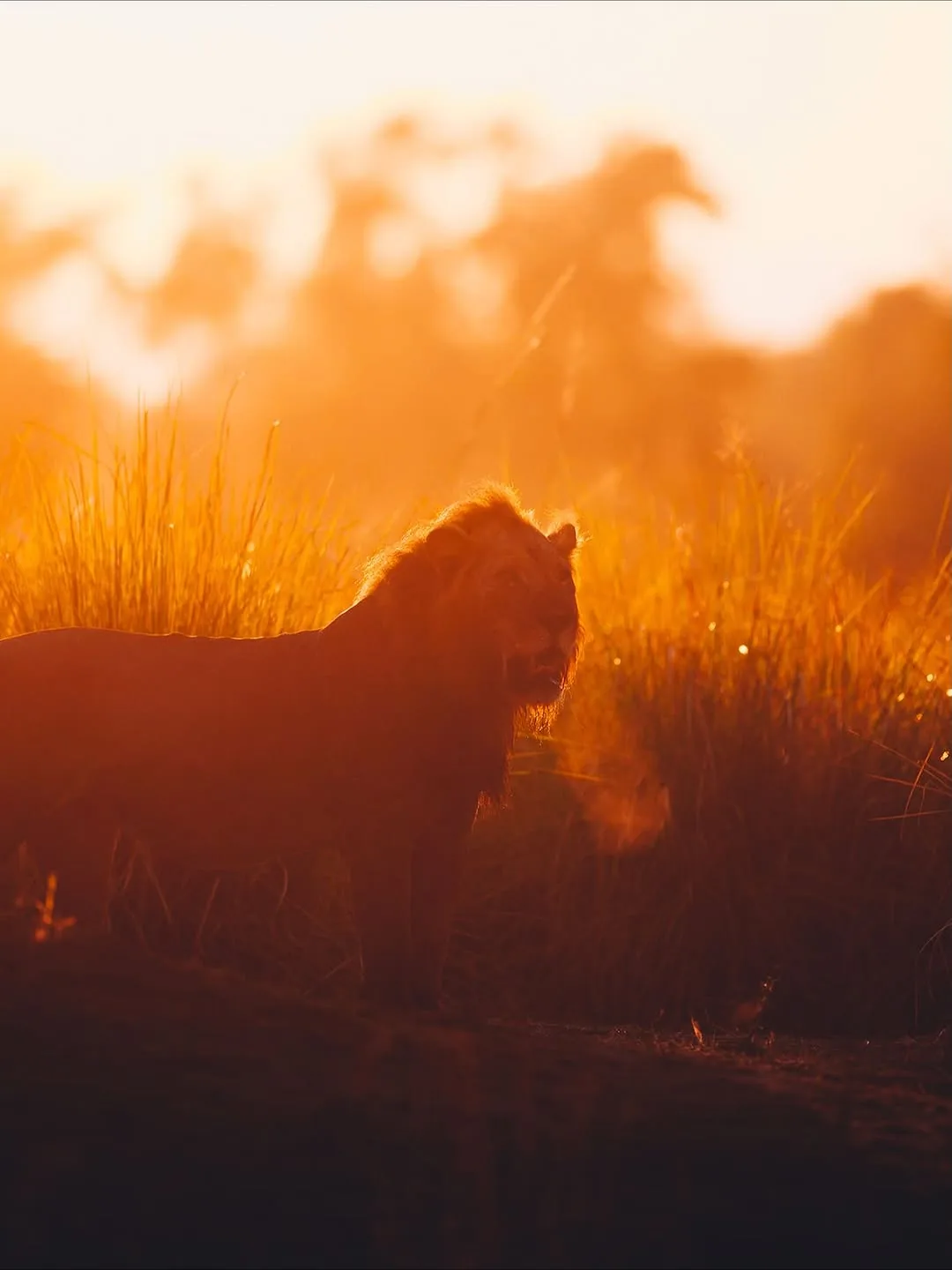 Focus Travel safari photo