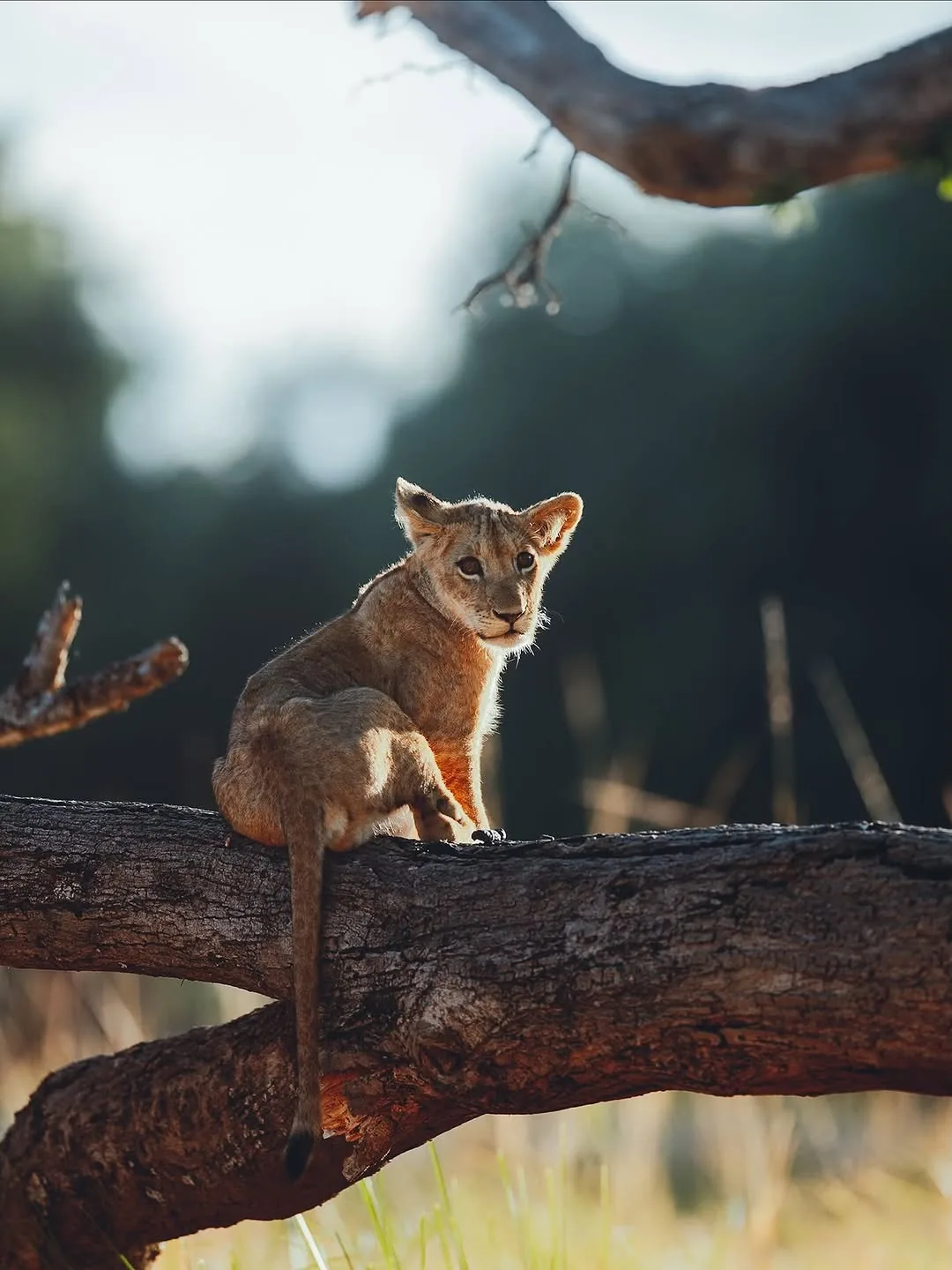 Focus Travel safari photo