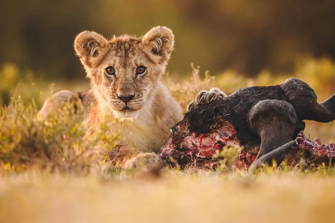 Focus Travel safari photo