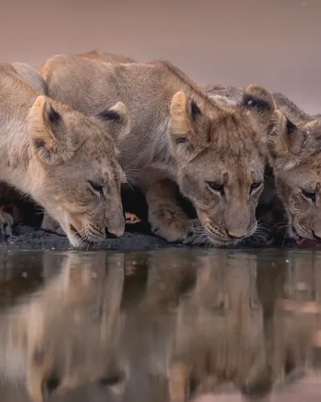 Focus Travel safari photo