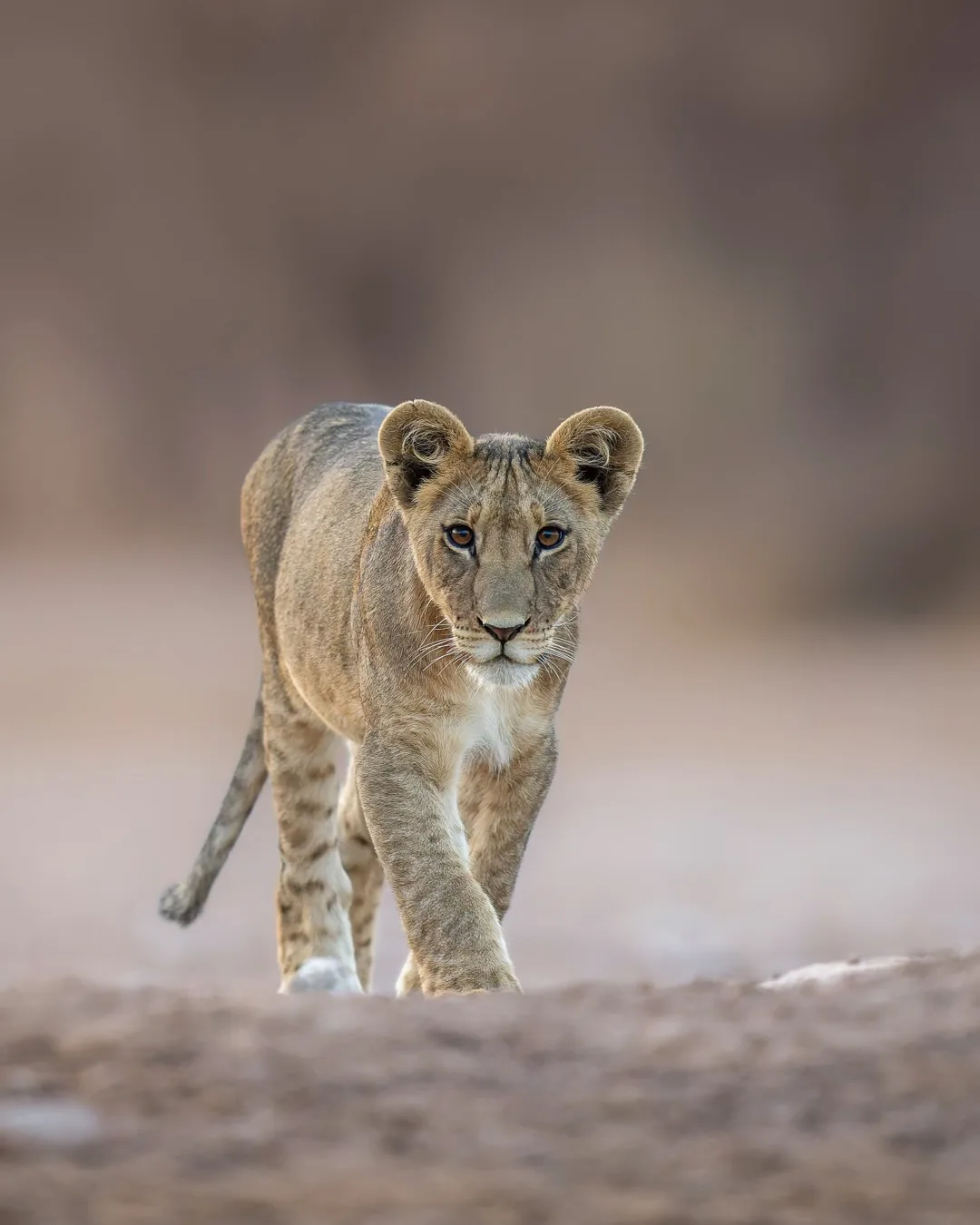 Focus Travel safari photo