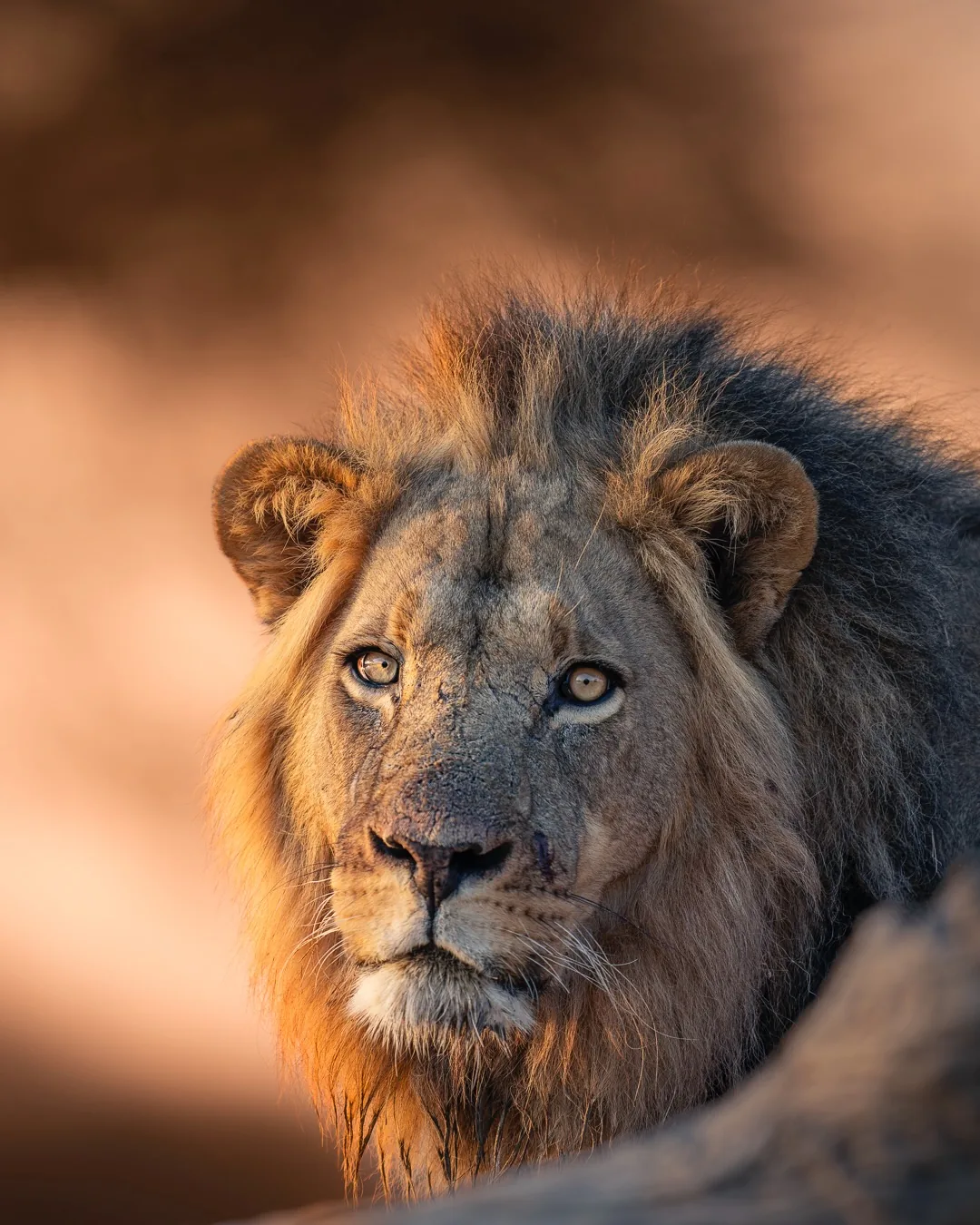 Focus Travel safari photo