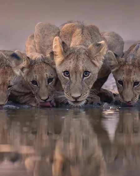 Focus Travel safari photo