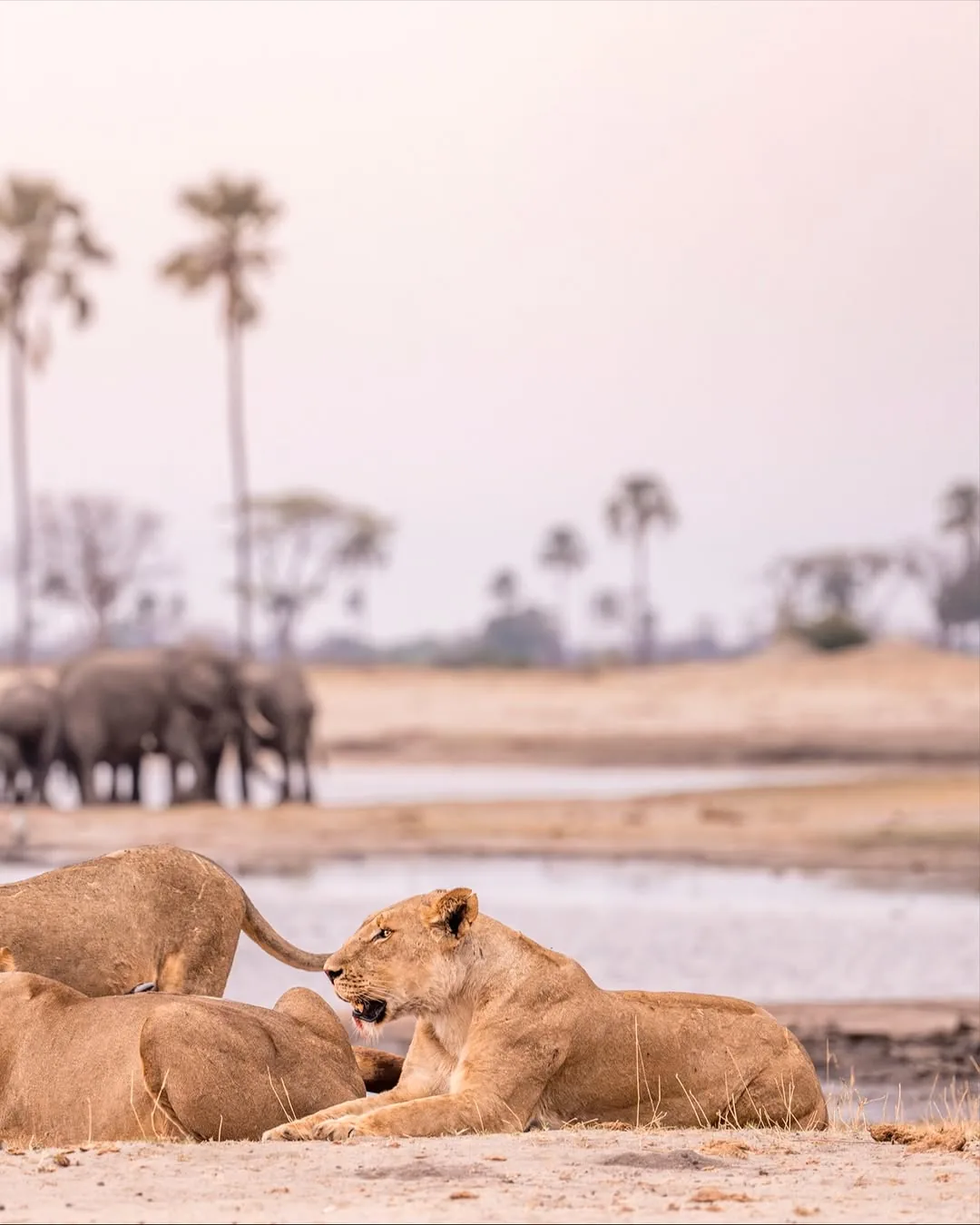 Focus Travel safari photo