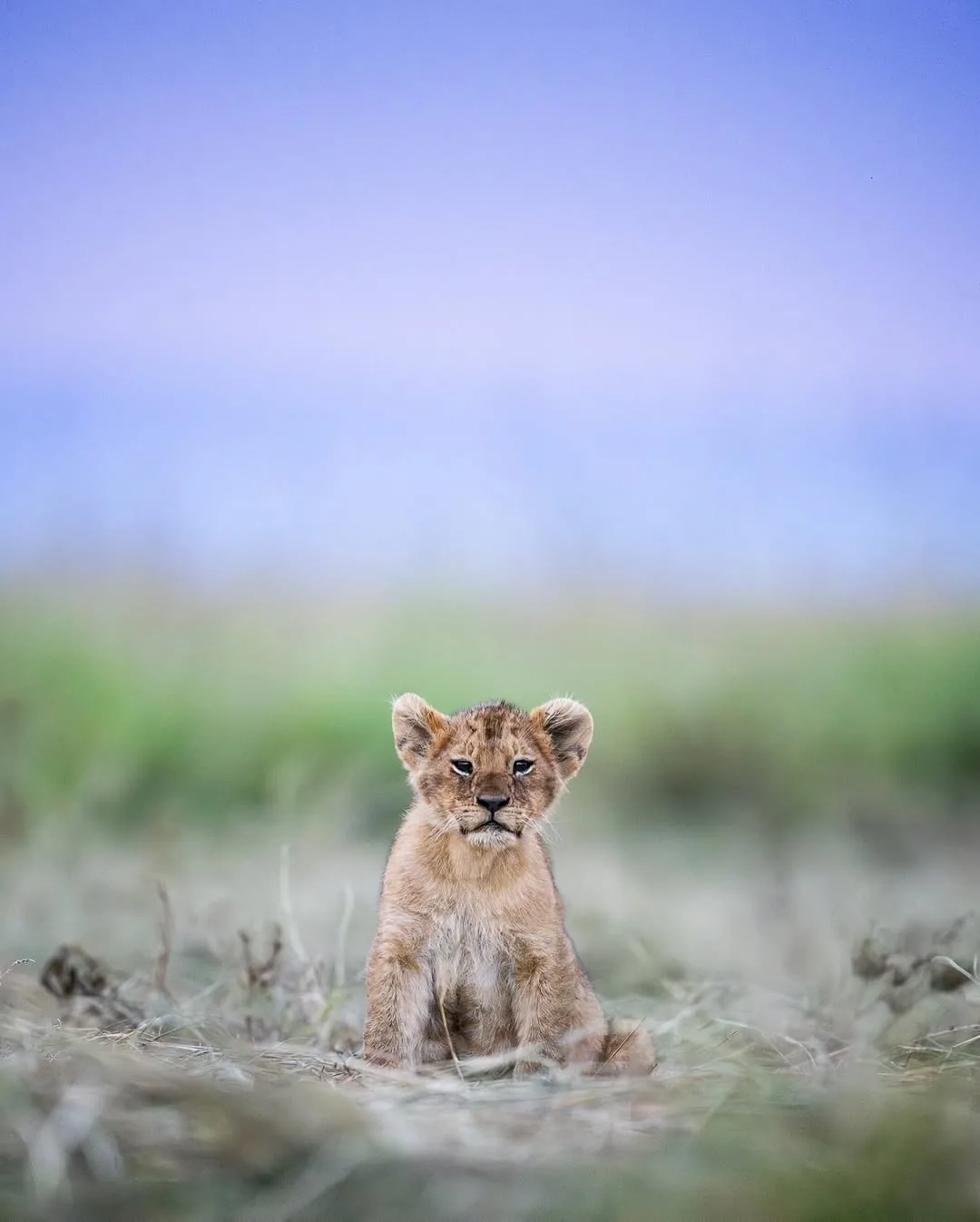Focus Travel safari photo