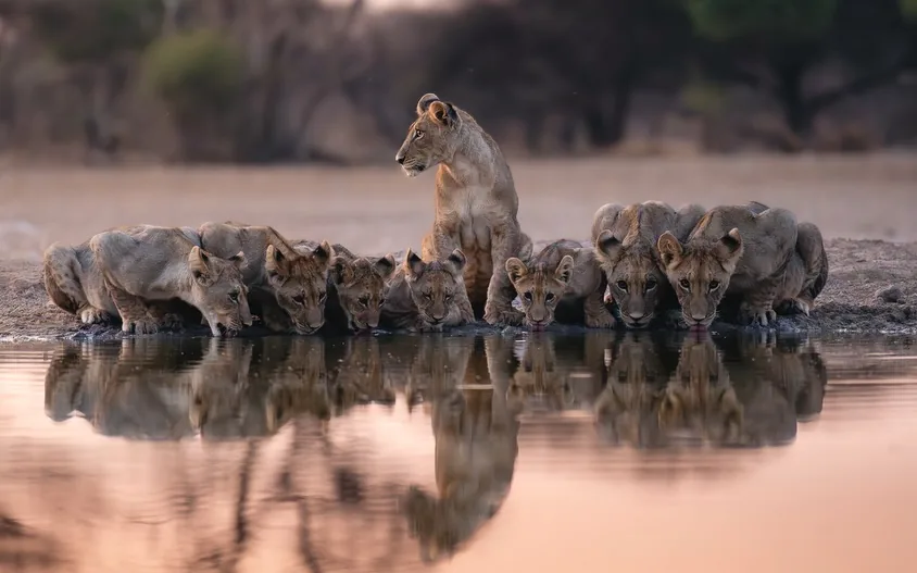 Focus Travel safari photo
