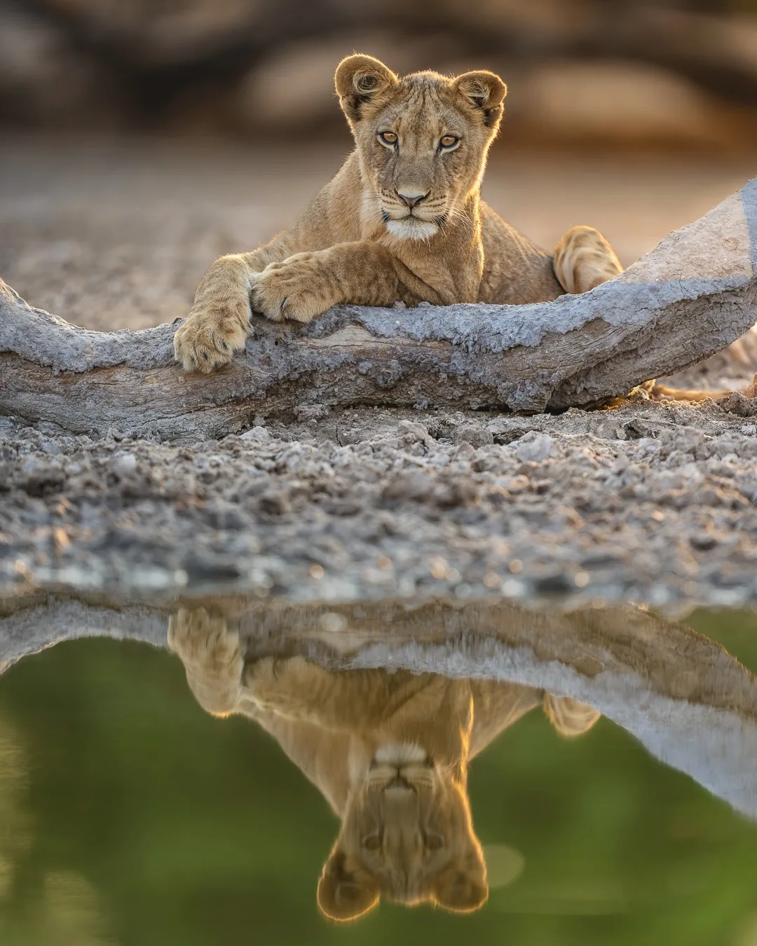 Focus Travel safari photo