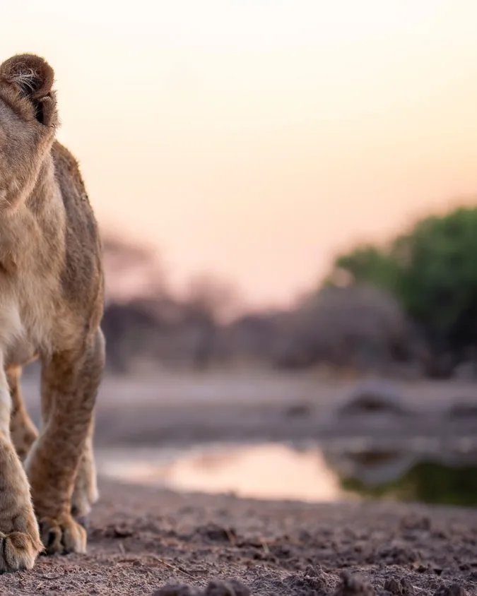 Focus Travel safari photo