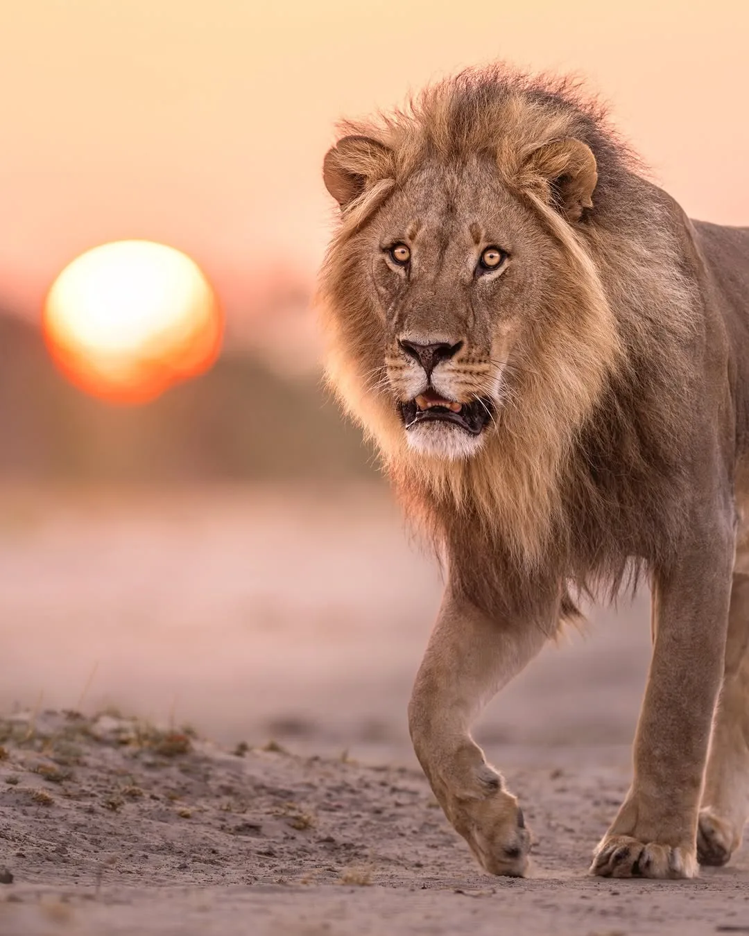 Focus Travel safari photo
