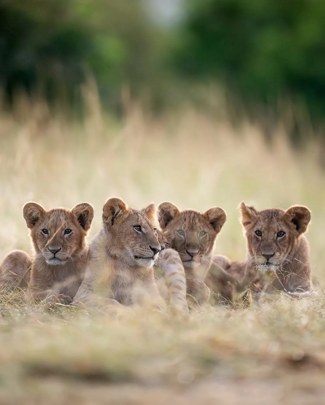 Focus Travel safari photo