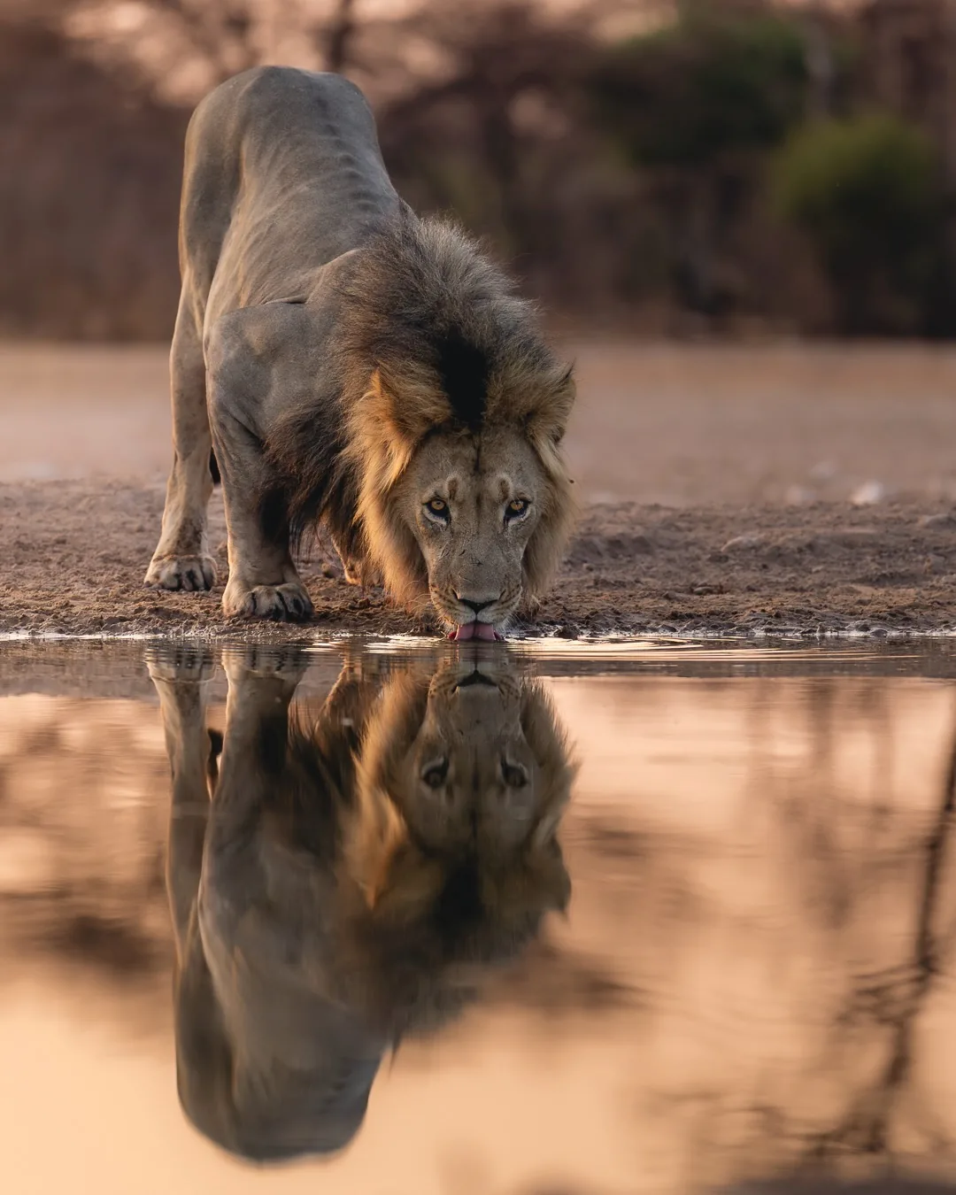 Focus Travel safari photo