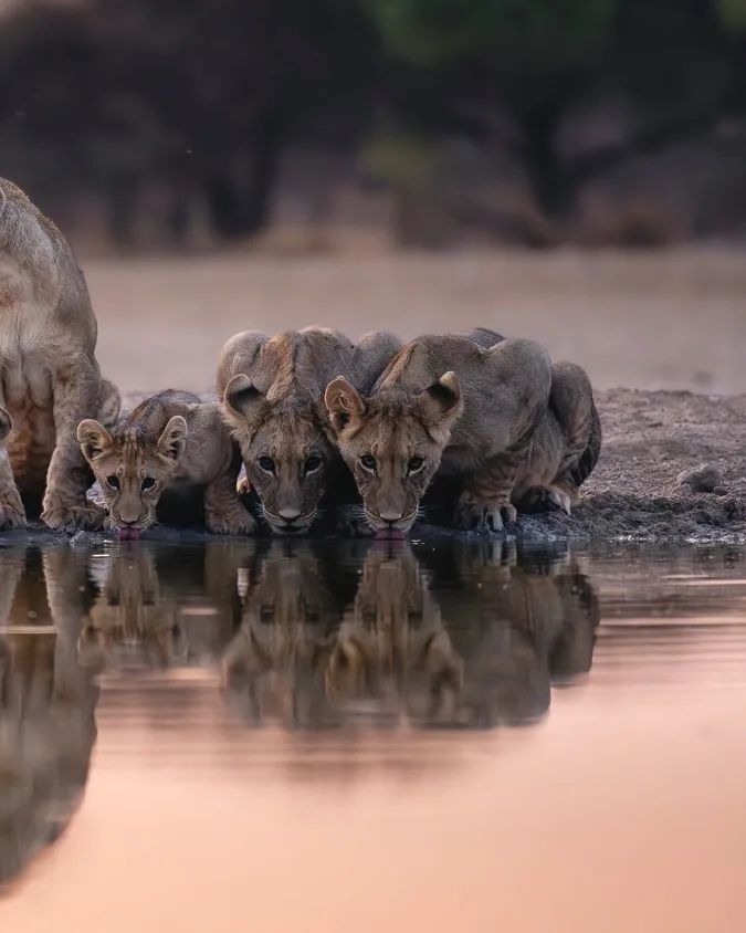 Focus Travel safari photo