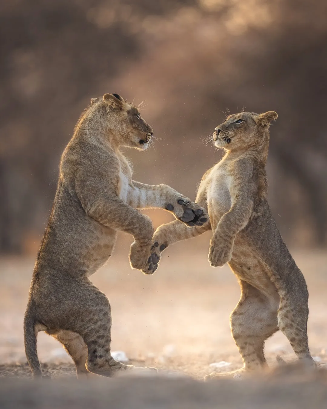 Focus Travel safari photo