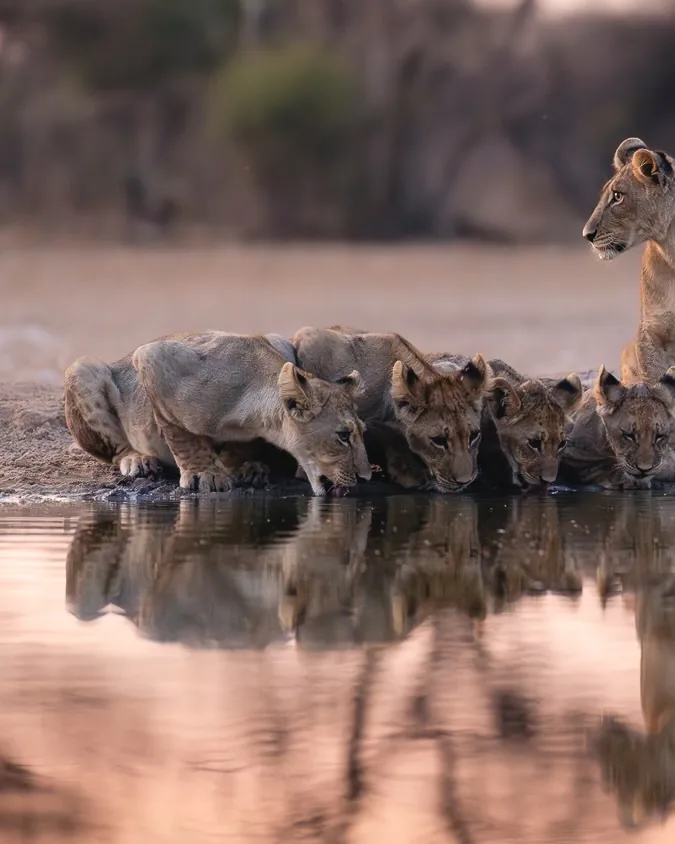 Focus Travel safari photo