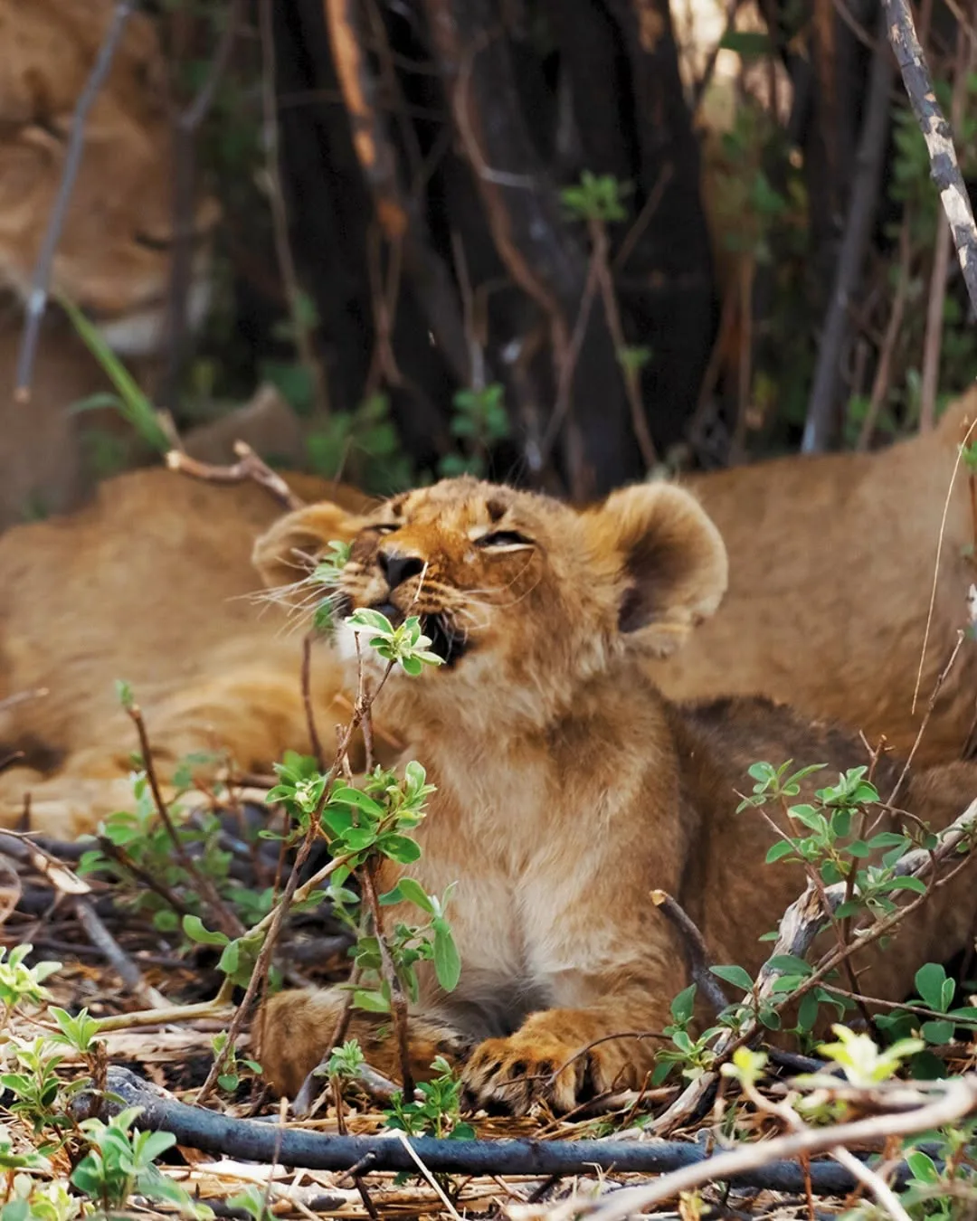 Focus Travel safari photo
