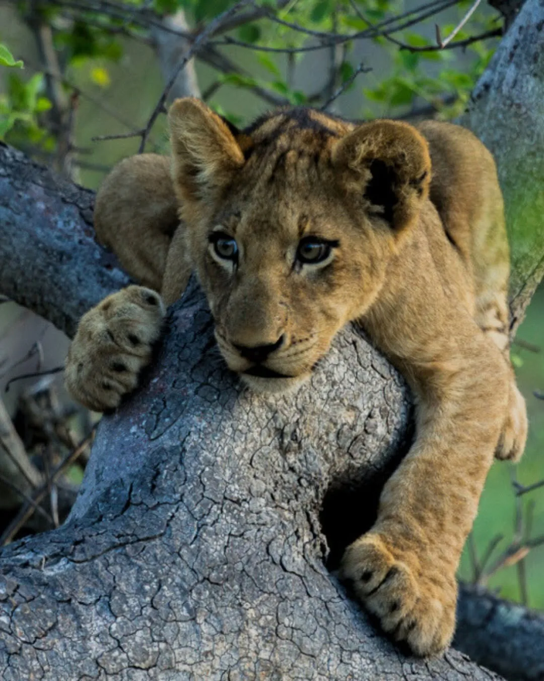 Focus Travel safari photo
