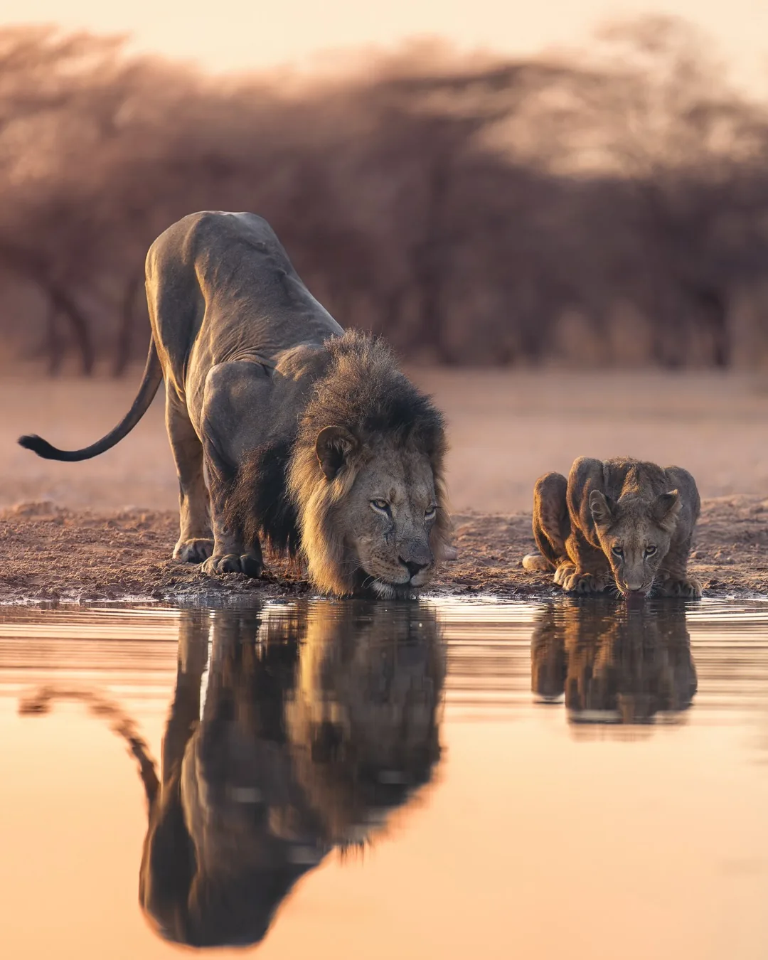 Focus Travel safari photo