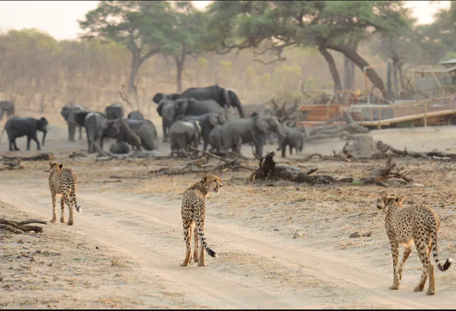 Focus Travel safari photo