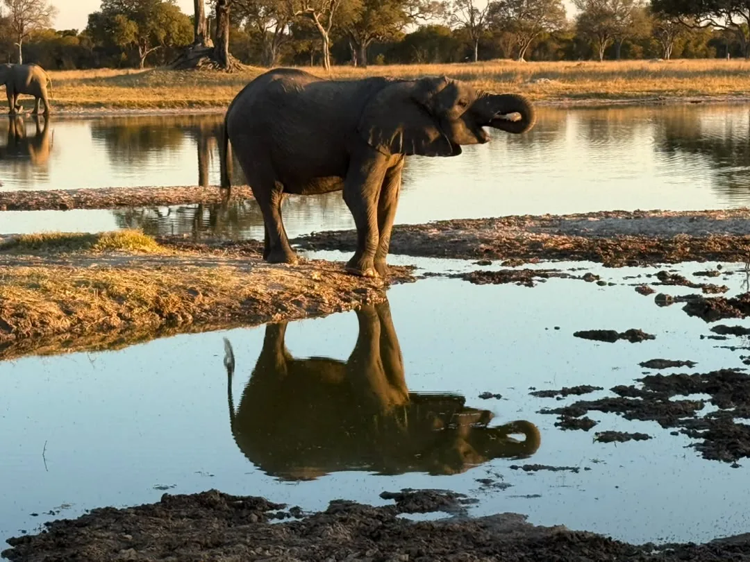 Focus Travel safari photo