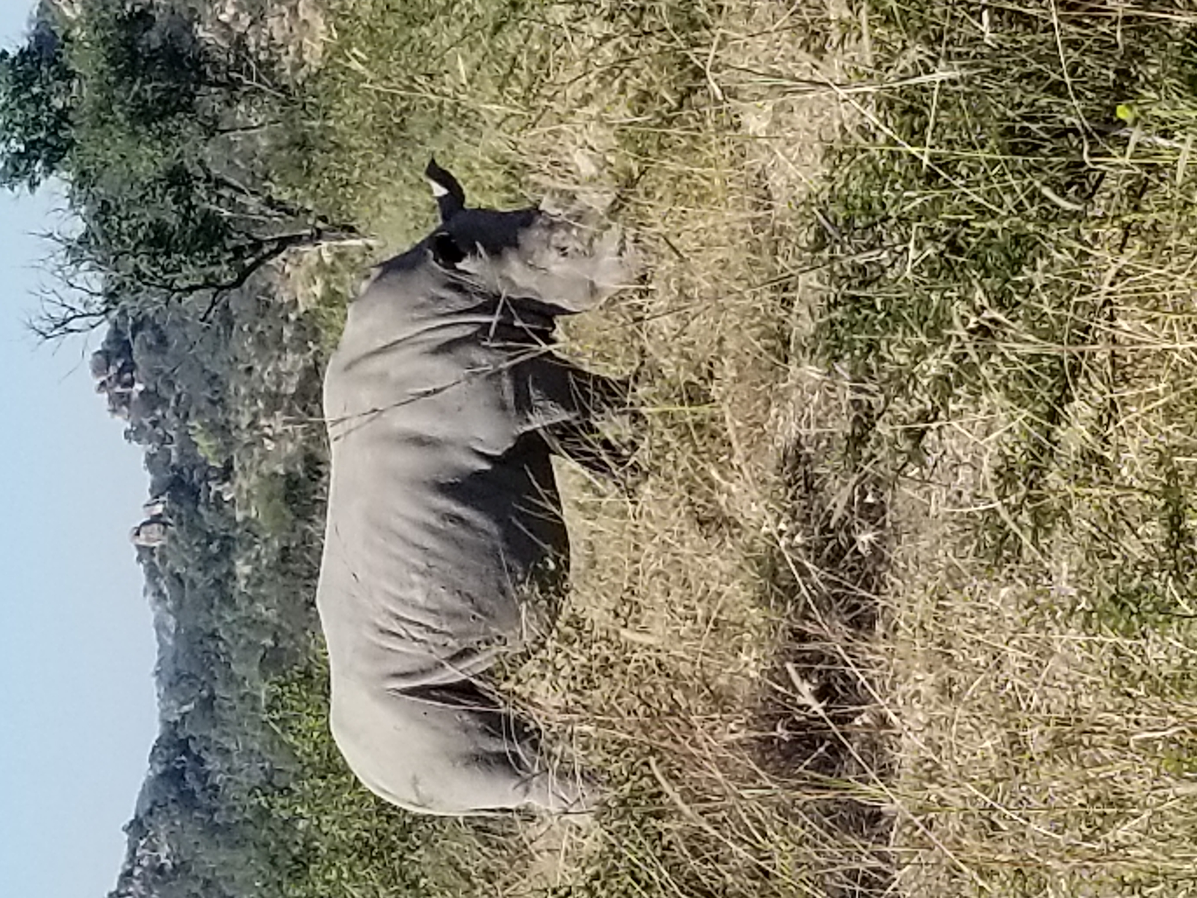 Step One: White Rhinos in Zambia (But No Cats and Dogs)