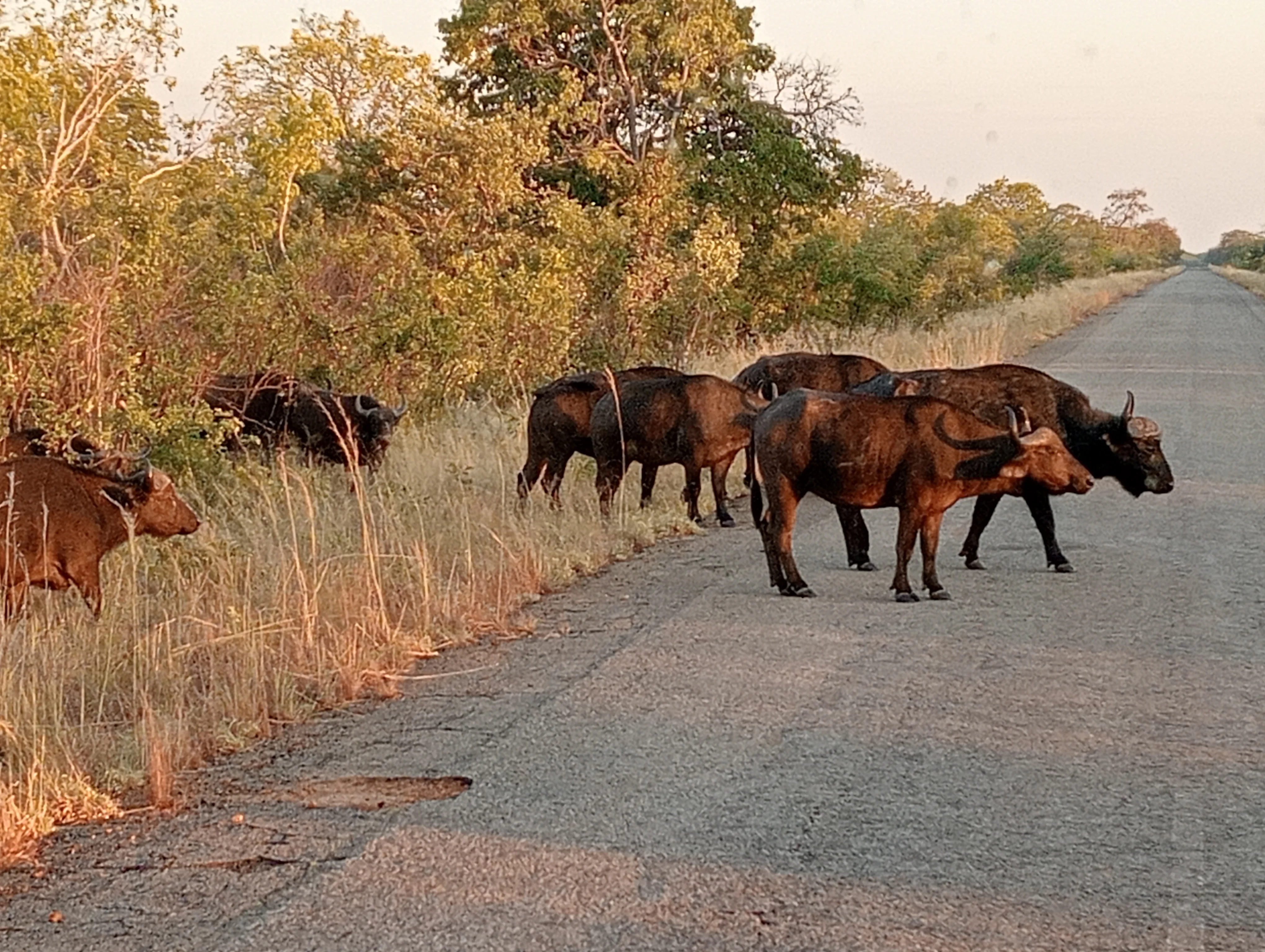 6 Days / 5 Nights Livingstone, Victoria Falls & Hwange