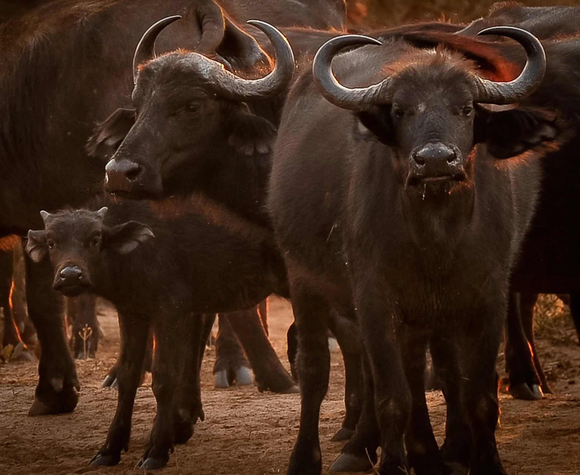 3 Days / 2 Nights Victoria Falls, Hwange & Painted Dog Conservation