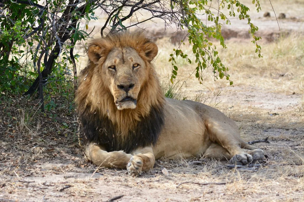 7 Days / 6 Nights Chobe, Savuti & Okavango