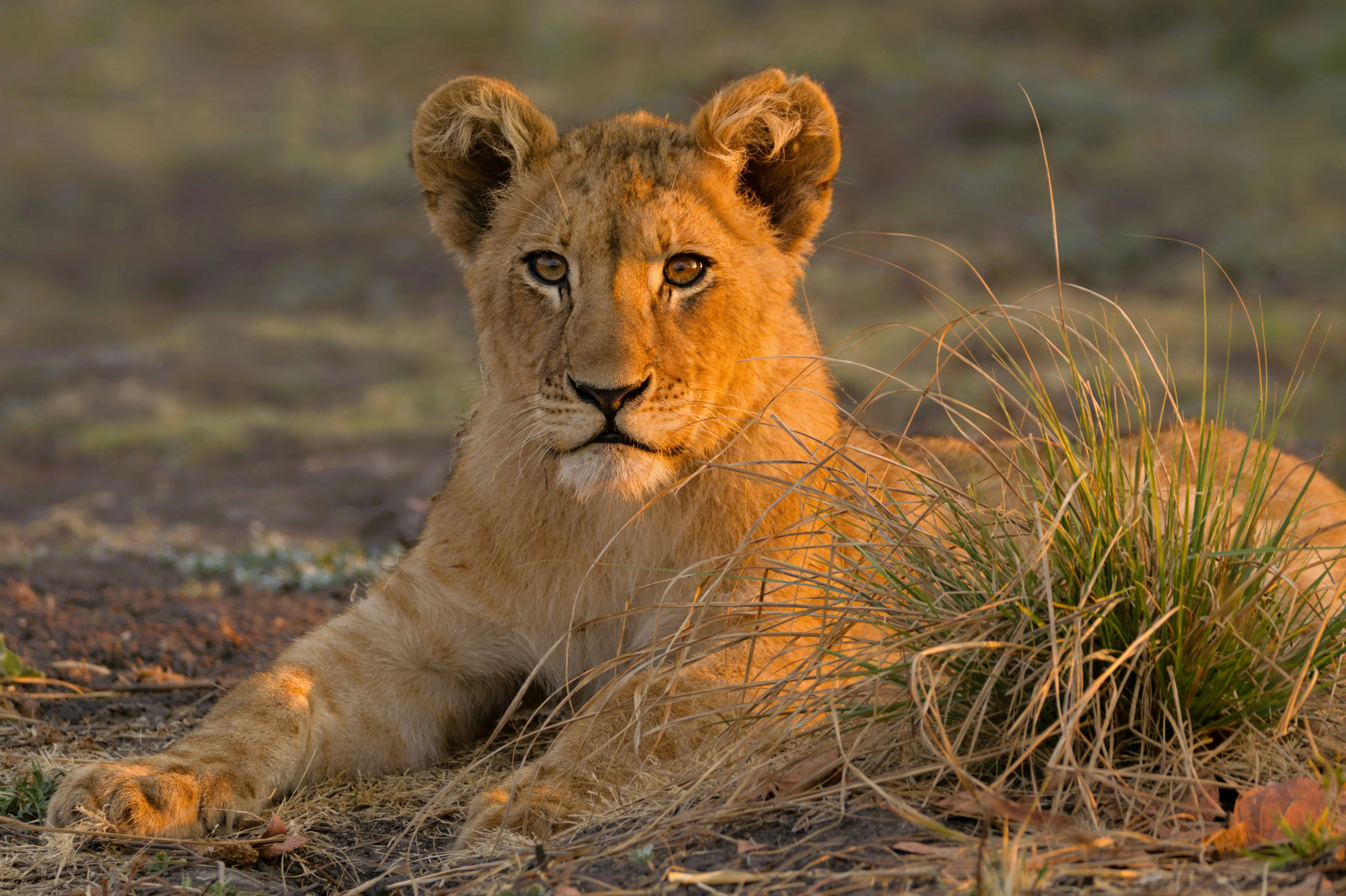 13 Days / 12 Nights Africa Grand Tour: South Africa, Zimbabwe, Zambia, Botswana & Tanzania