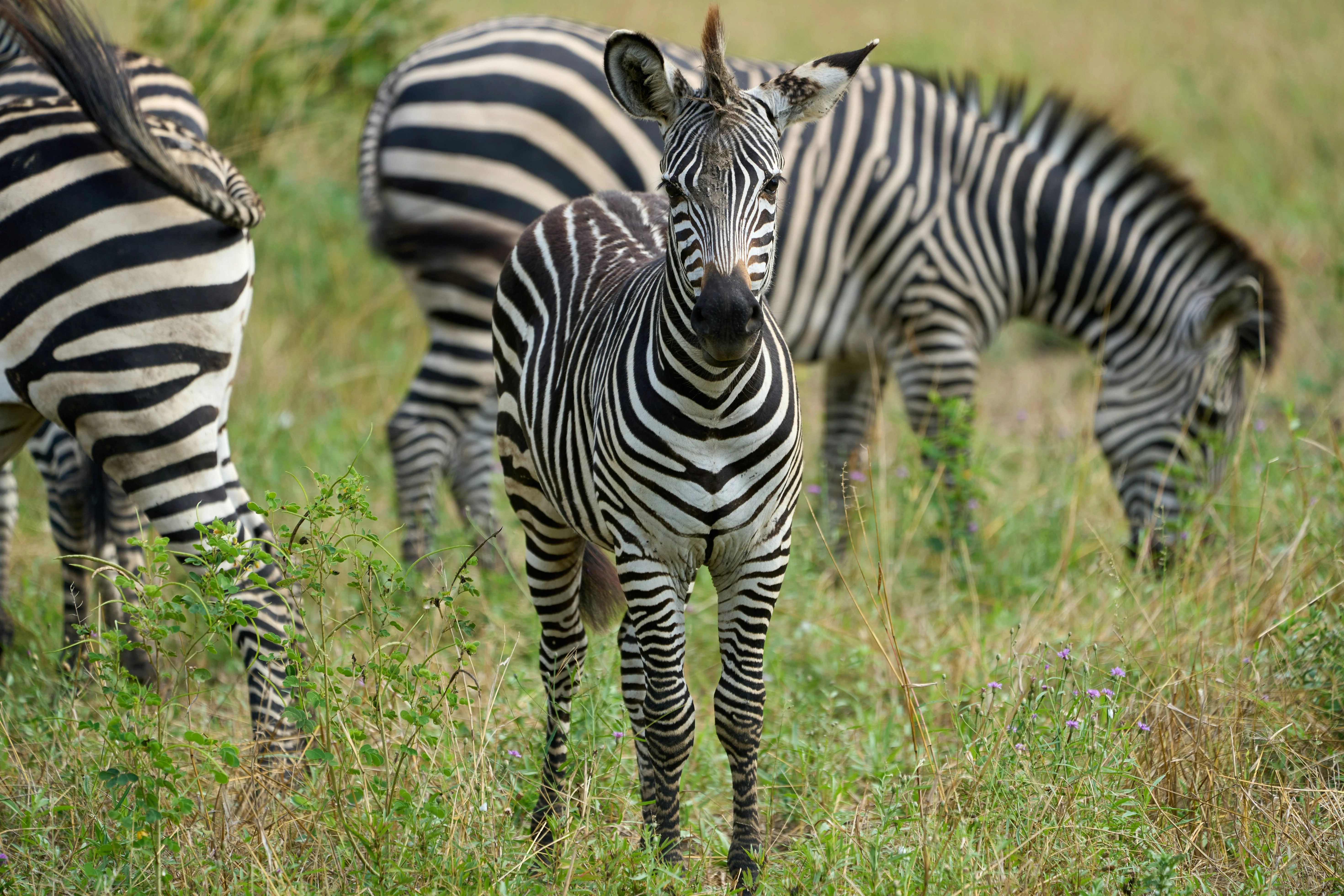 10 Days / 9 Nights Zimbabwe & South Africa, Falls, Hwange & Kruger