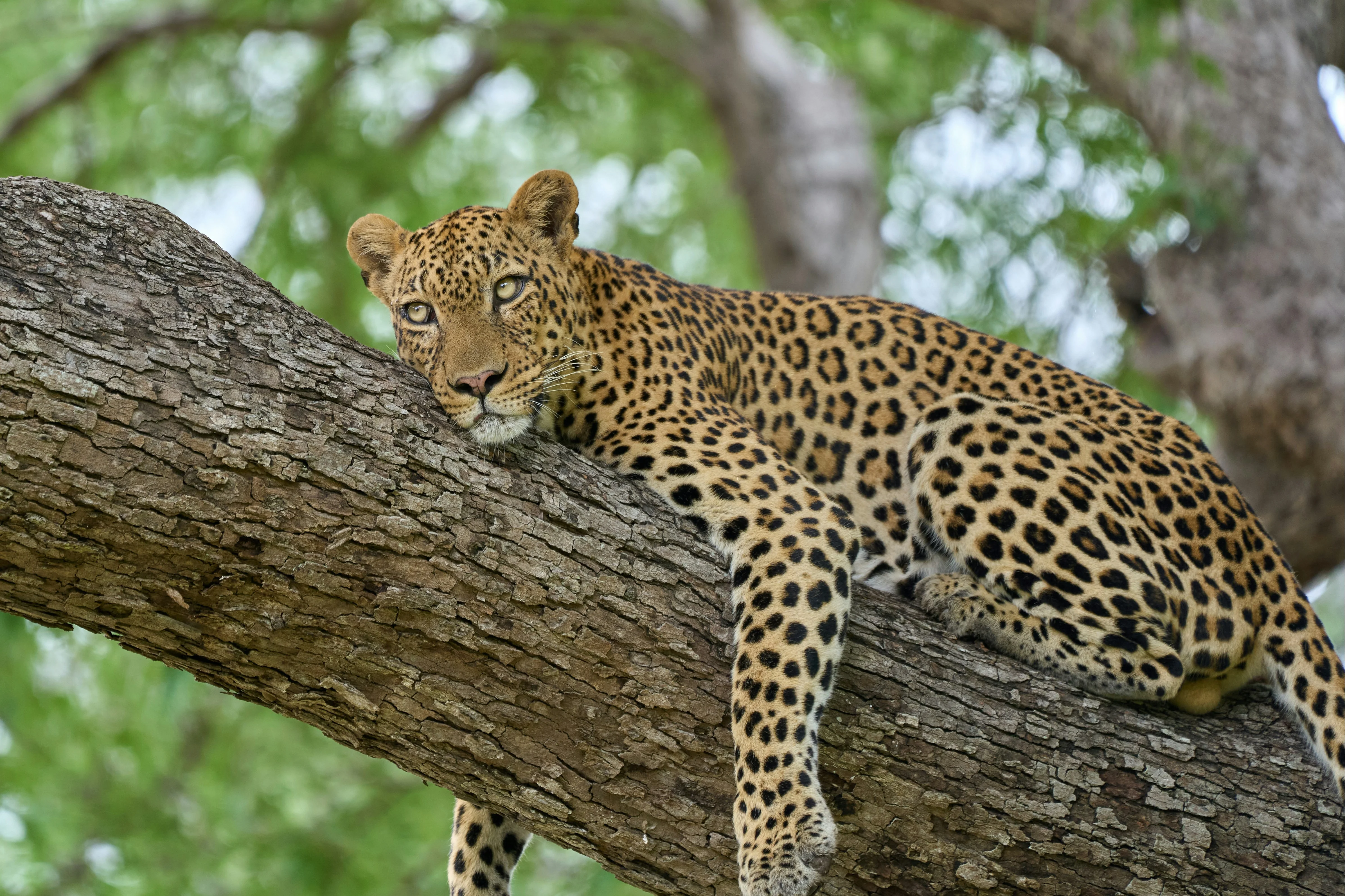 6 Tage / 5 Nächte Livingstone & South Luangwa Fly-in