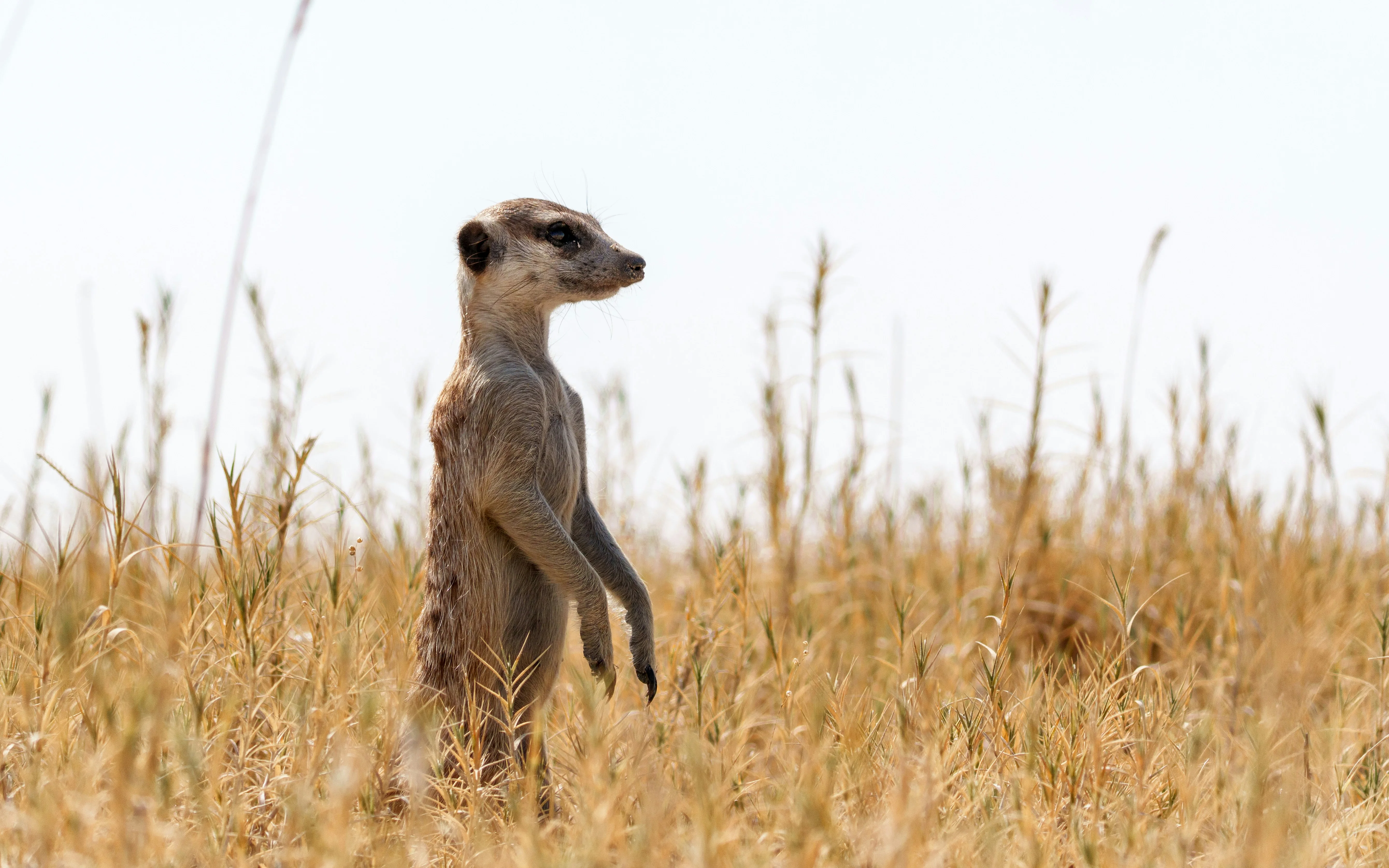 8 Days / 7 Nights Makgadikgadi Pans & Meerkats