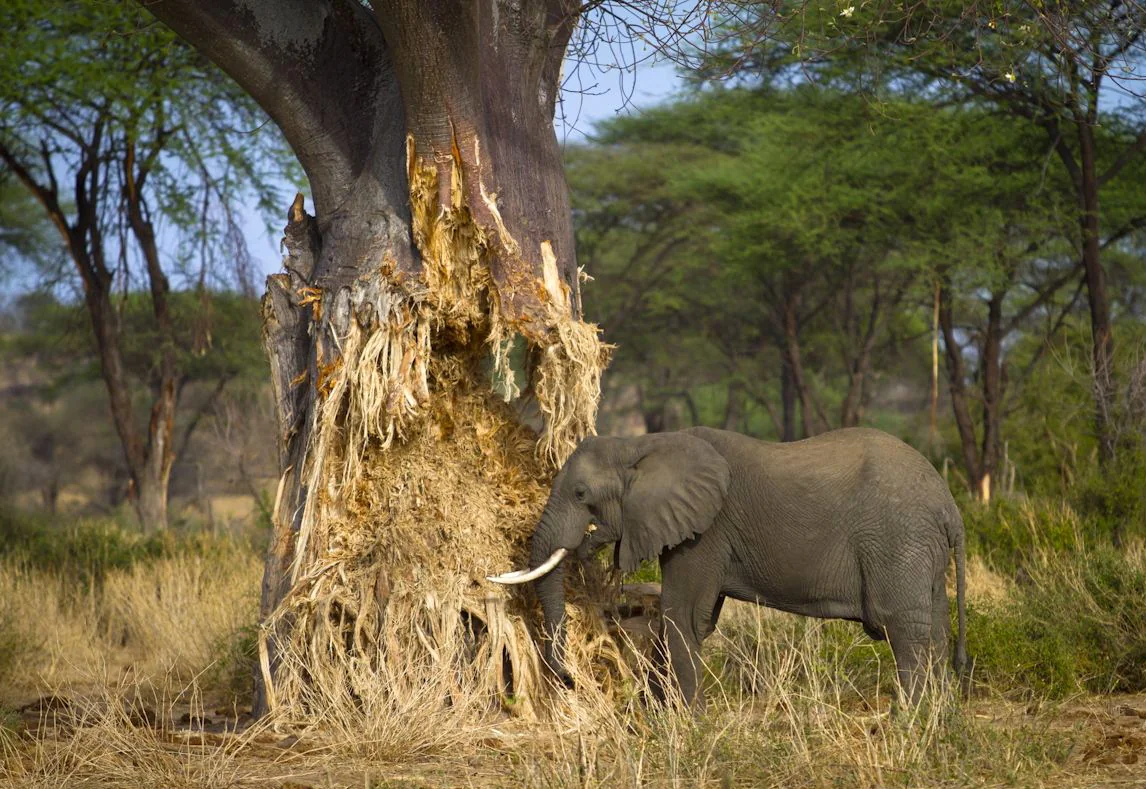 4 Days / 3 Nights South Luangwa Fly-in Safari