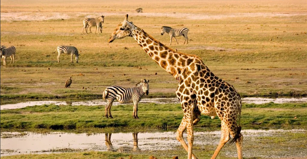 3 Tage / 2 Nächte Chobe Classic