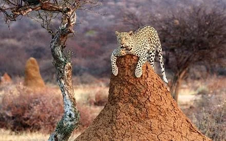 5 Days / 4 Nights Etosha Express Safari