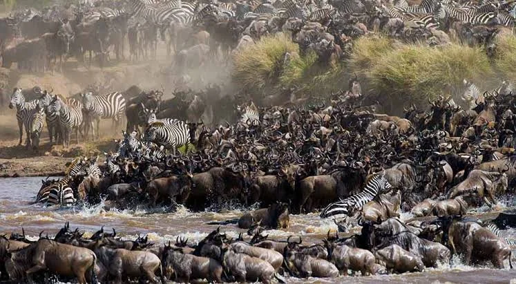 6 Days / 5 Nights Serengeti & Ngorongoro Migration Safari