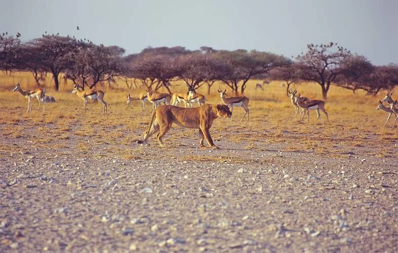 4 Days / 3 Nights Chobe & Nxai Pan
