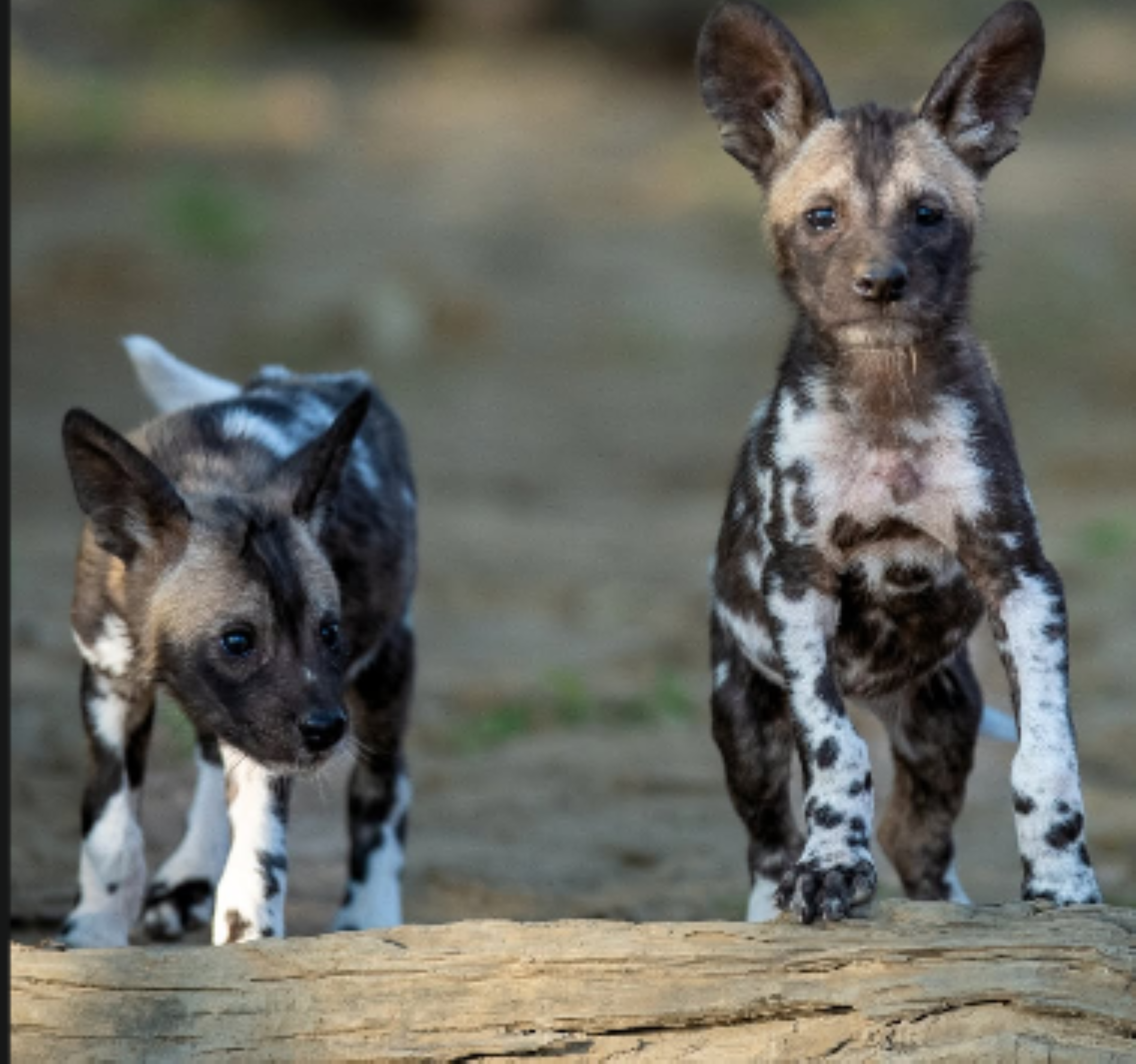 Falls Tour & Hwange National Park Excursion