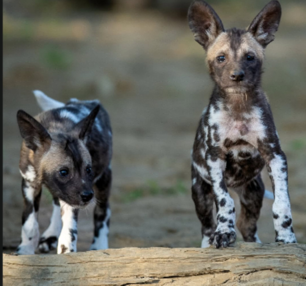 1-Day Hwange Game Drive & Painted Dog Excursion