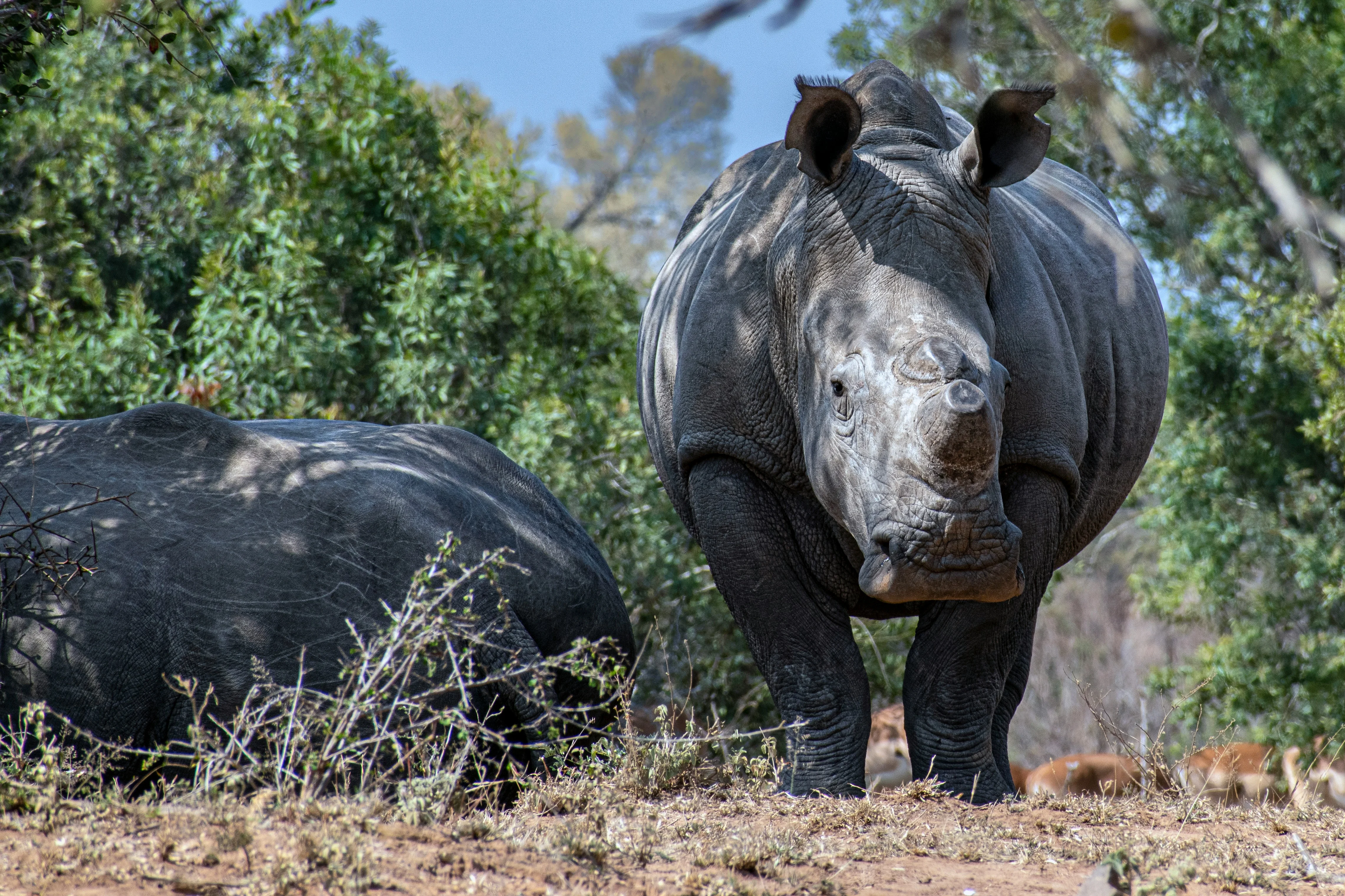 9 Tage / 8 Nächte Simbabwe Big Five & Rhino Conservation Circuit