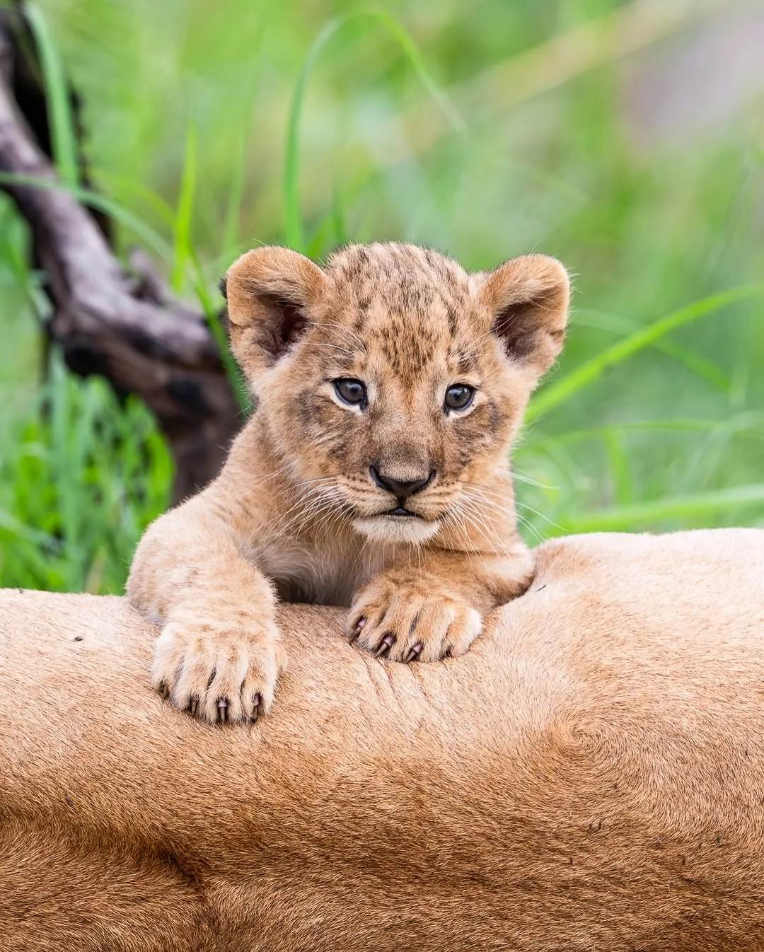 A lion cub resting against an adult lioness