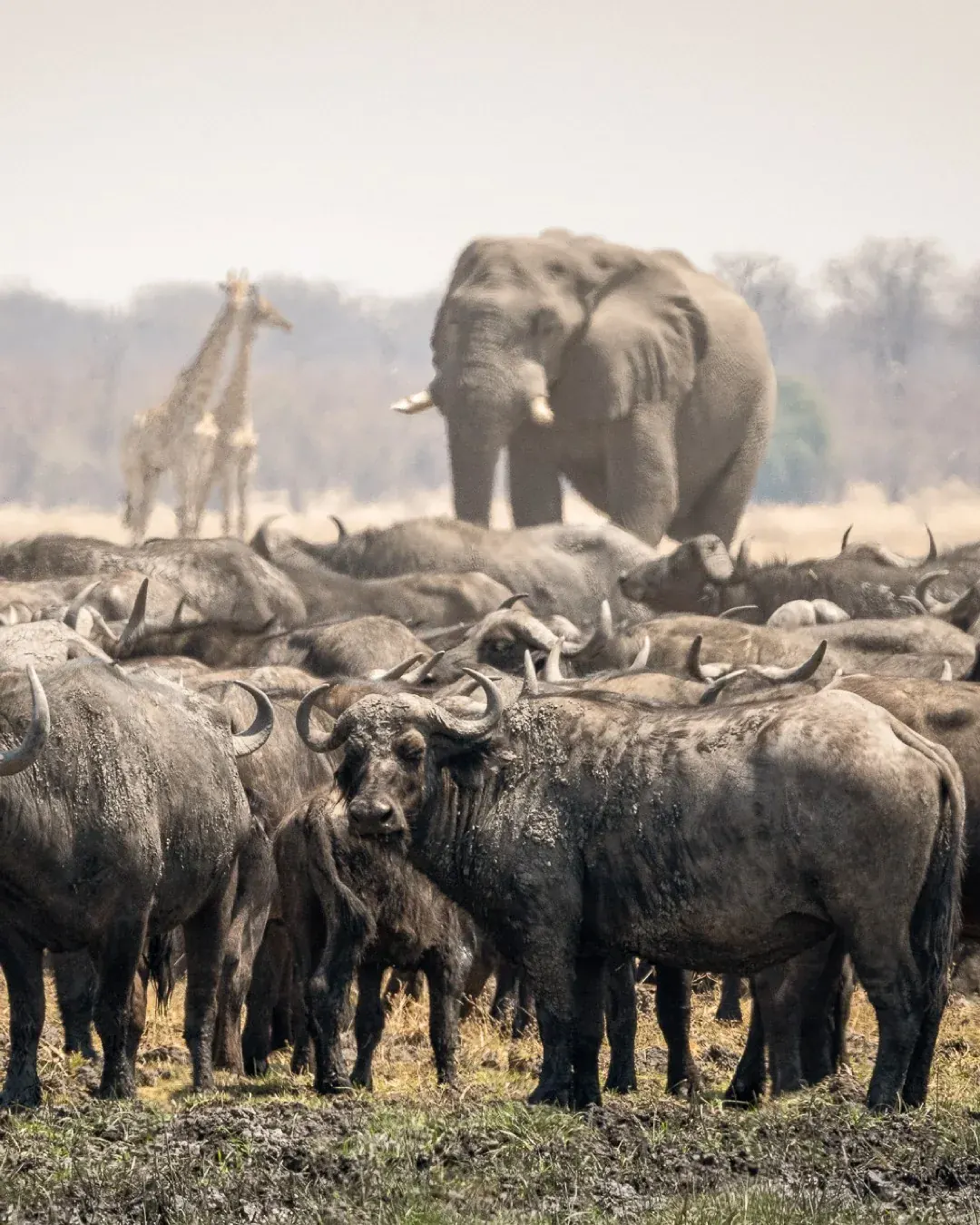 A buffalo herd gathered at a dusty waterhole