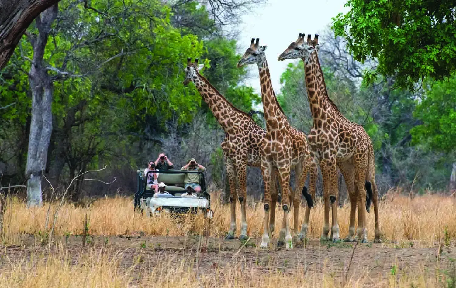 Guests in an open safari vehicle watching a group of giraffes