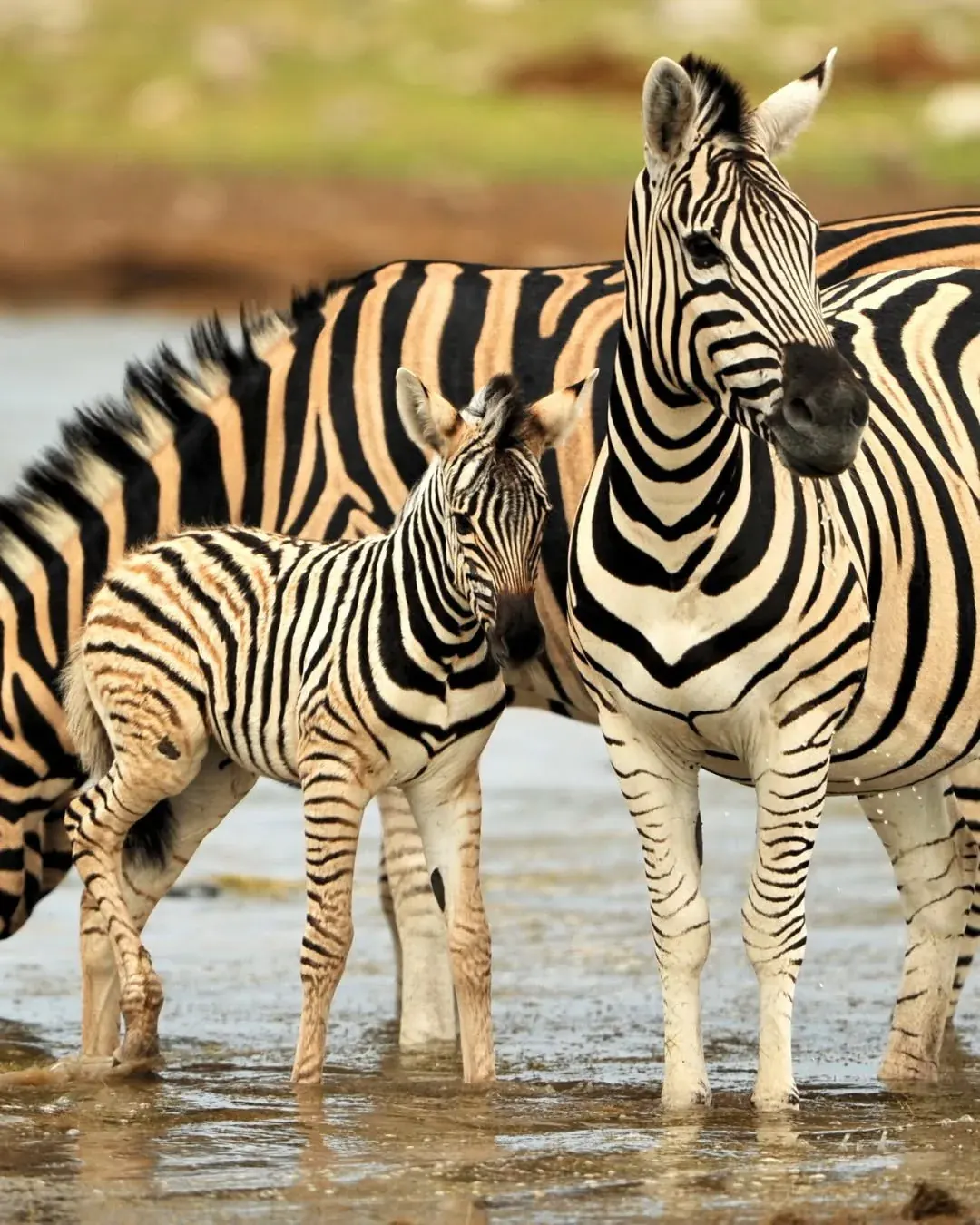 Zebras standing together at a waterhole