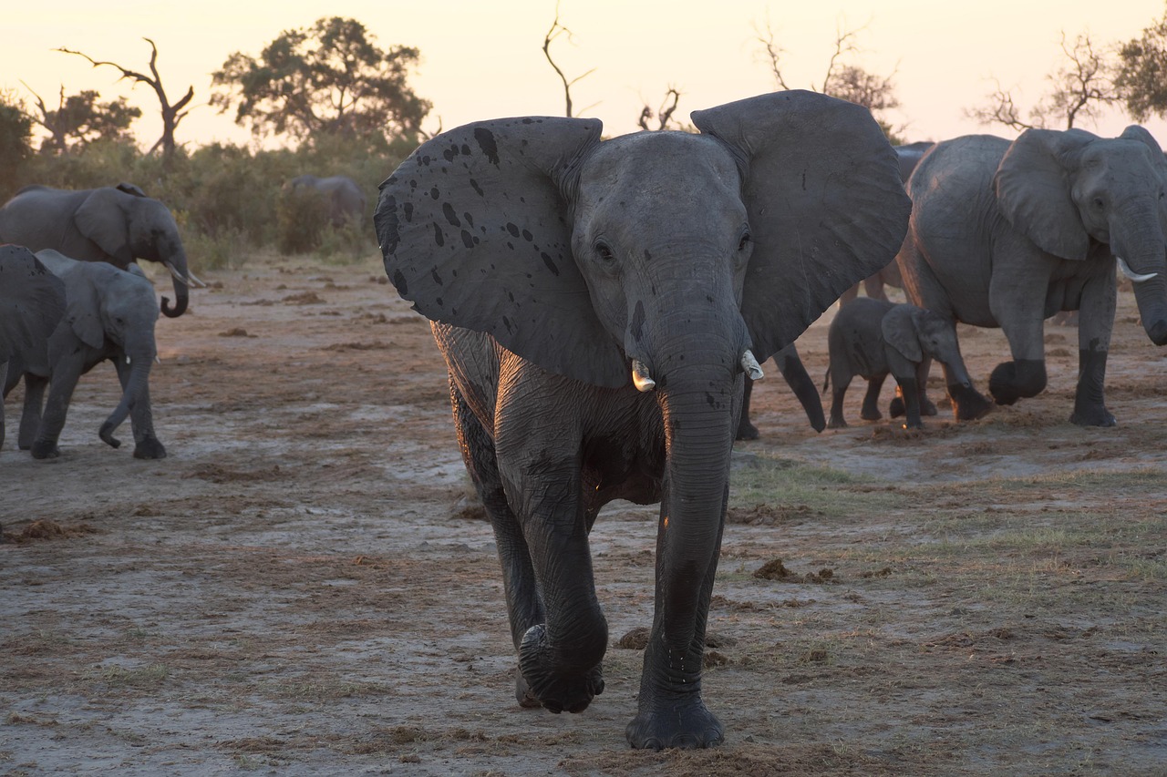 Chobe National Park